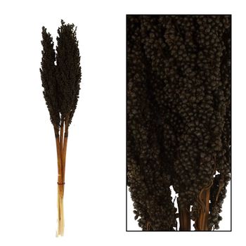 Indian corn nature 70x10x6.5cm 3pc Black