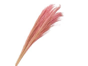 pb. broom grass 100 gr pink 90-100 cm