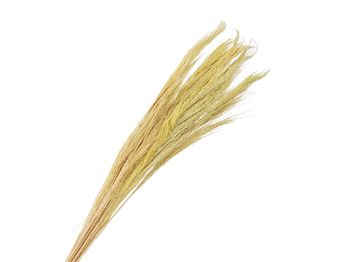 pb. broom grass 100 gr yellow 90-100 cm