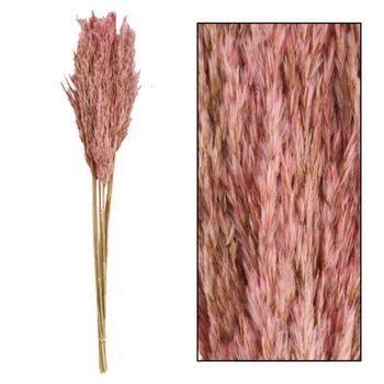 Plume reed long Kyan nature 70gr Light pink