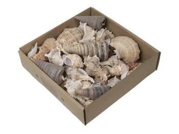 w/b. gemischte Muscheln C natur 500 gr.