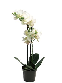 Phalaenopsis real touch Bora x2 in pot 50cm white