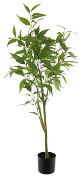 Ficus longifolia in pot green 120cm