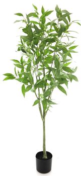 Ficus longifolia in pot green 160cm