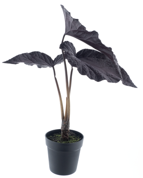 Begonia in pot (1 year UV-protected) aubergine 81cm