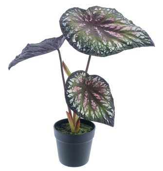 Begonia in pot (1 year UV-protected) purple 58cm