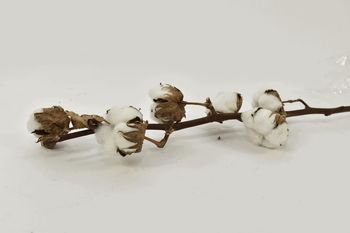 Baumwollzweig Gossypium Weiß 6 Glühbirne
