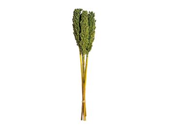 Bundle Indian Corn 75cm Green