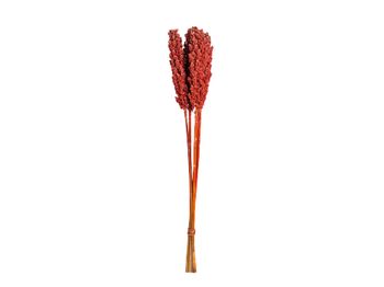 Bundle Indian Corn 75cm Red