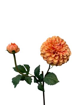 dahlia lg spray 74 cm salmon