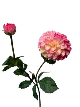 dahlia lg spray 74 cm dk pink