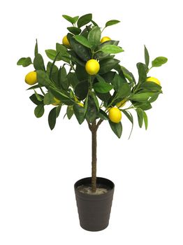 Lemon tree 70cm (12 lemons)