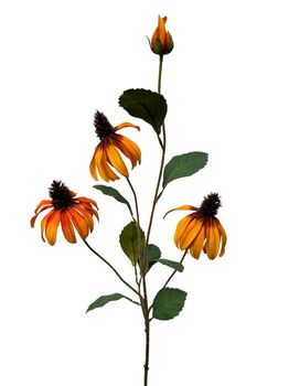 rudbeckia spray 83 cm orange