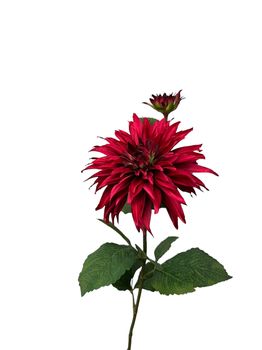 dahlia x 1 + knop spray 74 cm red