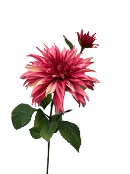 dahlia x 1 + knop spray 74 cm dk pink