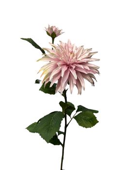 dahlia x 1 + knop spray 74 cm pearl