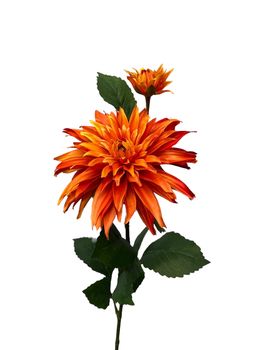 dahlia x 1 + knop spray 74 cm orange