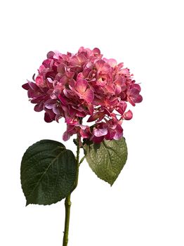 hydrangea spray 75 cm real touch mauve