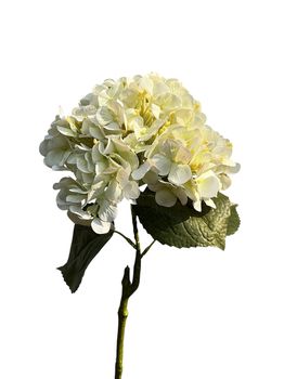 hydrangea spray 75 cm real touch cream