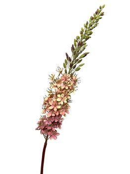 eremurus 106 cm pink