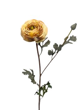 ranunculus x open + 1 knop 68 cm cream