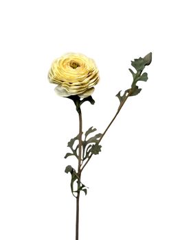 ranunculus x open + 1 knop 68 cm white