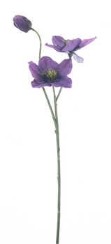 Helleborus spray Caseros purple 56cm