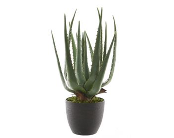 Aloe vera in pot plastic groen H67cm D40cm