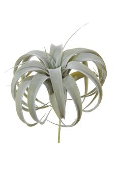 Tillandsia h23cm groen