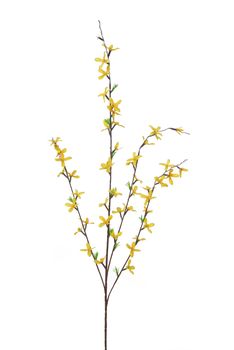 Forsythia l95cm geel