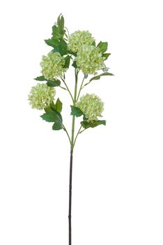 Viburnum l75cm licht groen