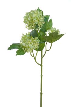 Viburnum l45cm licht groen