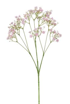 Gypsophila l70cm roze