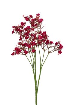 Gypsophila l70cm cerise