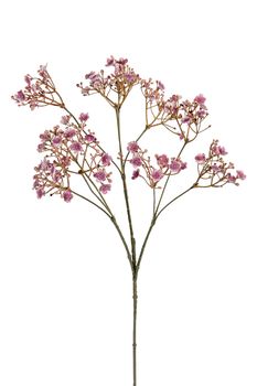 Gypsophila l70cm mauve