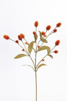 Distel l68cm oranje