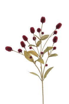 Distel l68cm burgundy