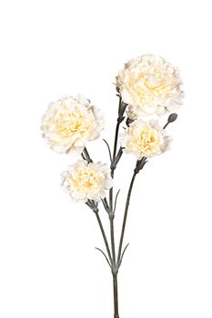 Dianthus l60cm creme