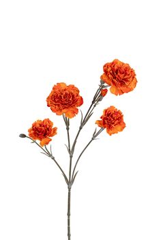 Dianthus l60cm oranje