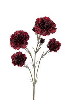 Dianthus l60cm dk rood