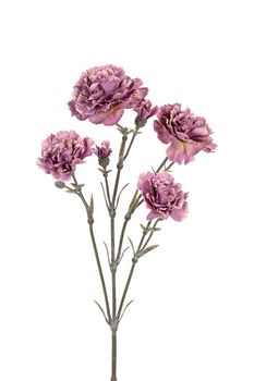 Dianthus l60cm taupe