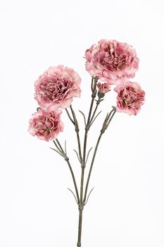 Dianthus l60cm oud roze