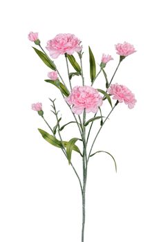 Dianthus l70cm roze