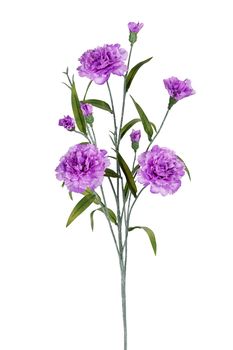 Dianthus l70cm lila