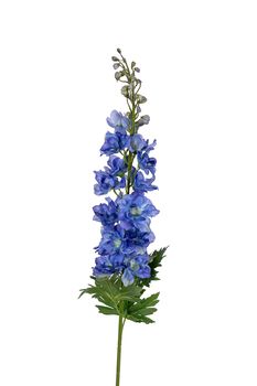 Delphinium l78cm blauw