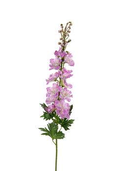 Delphinium l78cm mauve