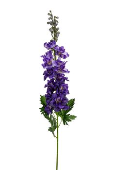 Delphinium l78cm paars