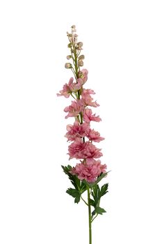 Delphinium l78cm oud roze