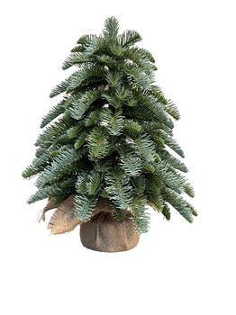 nobilus tree 30 cm op voet in jutte green