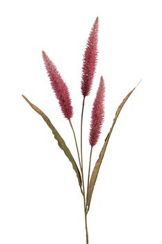 Pennisetum l92cm d roze